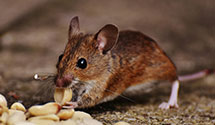 24 Hour & Emergency Exterminators in Fairbank, IA